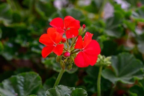 Close-up Red Geranium flowers in the inflorescence on a green background. Stock Photos