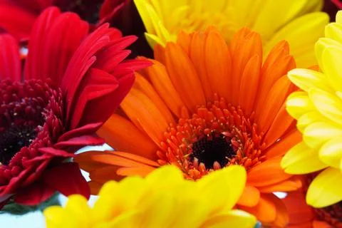 Close up of a red gerbera daisy Stock Photos