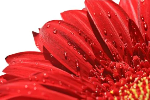 Close up of red gerbera Stock Photos