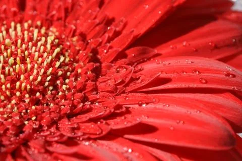 Close up of red gerbera Stock Photos