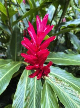 Close-up of red ginger flower Stock Photos