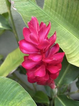 Close-up of red ginger flower Stock Photos