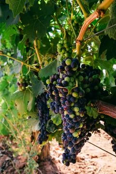 Close up of red grape bunch on grapevine Stock Photos