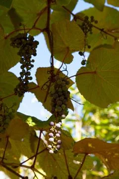 Close-up on red grapes Stock Photos