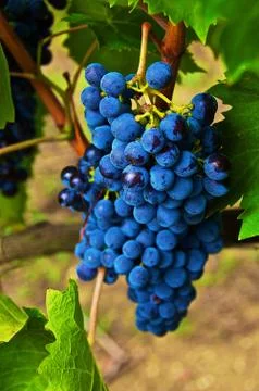 Close up of Red Grapes on Vine Foto stock