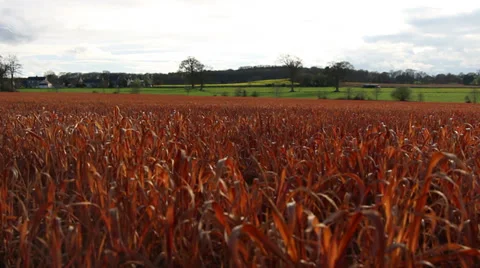 Close up red grass with green and yellow fields Stock Footage 37116695