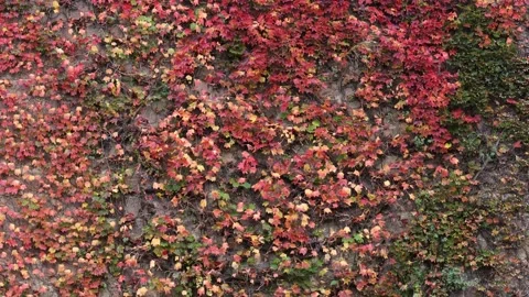 Close-up of red, green and orange leaves of a Boston Ivy, parthenocissus Stock Footage 160727692