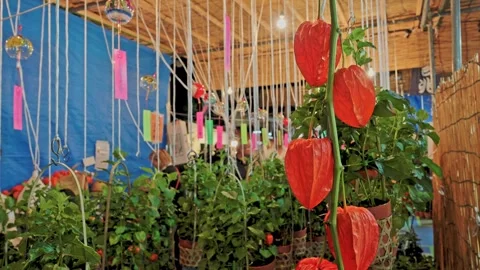 Close-Up Red Ground Cherry Pod Hanging at Festival Plant Stall, Tokyo 動画素材 342710424