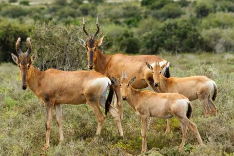 Close up of the Red Harte-beest Stock Photos