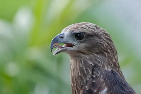 Close up of a red hawk on natural environment Stock Photos