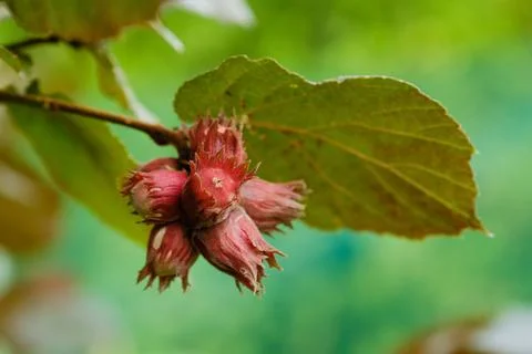Close-up of red hazelnuts growing on a branch in the garden. Unripe purple fi 库存照片