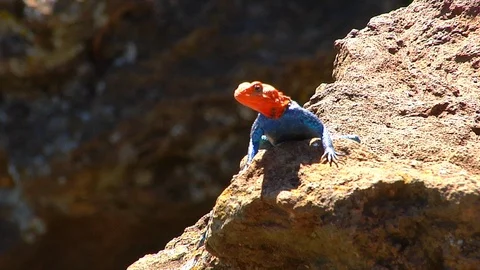 Close up of a Red Head Agama lizard on rock, Lake Nakuru National Park, Africa. Stock Footage 99425807