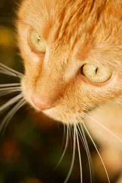 Close up of a red head cat outside Stock Photos