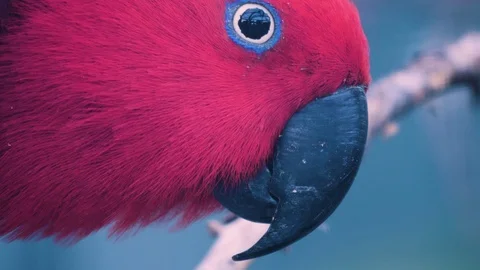 Close up of a red headed parrot. Stock Footage 116611681
