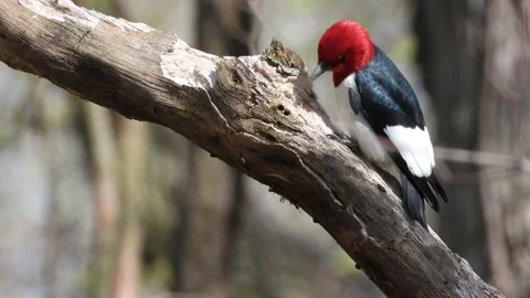 Close Up Of A Red-headed Woodpecker Perching And Pecking On A Tree Branch Stock Footage 197062319