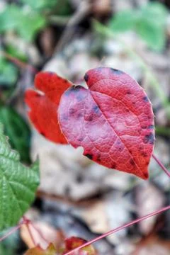 Close up of a red heart shaped leaf Stock Photos