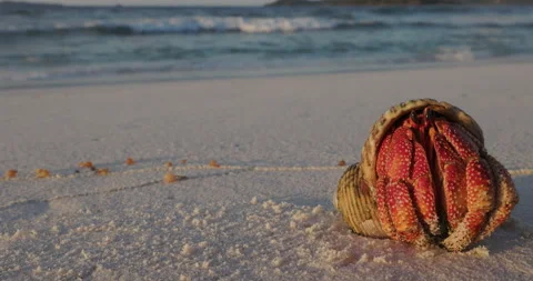 Close-up.Red hermit crab coming out its shell close to water's edge. Video stock 238661032