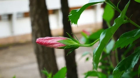 Close up on red hibicus flowers in nature Stock Footage 79240553
