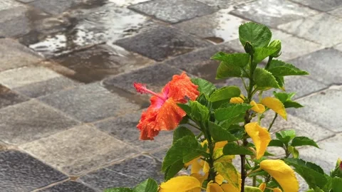 Close up of Red Hibiscus Flower Blooming Beside Rain Puddle on Wet Tiles in the Stock Footage 345375895