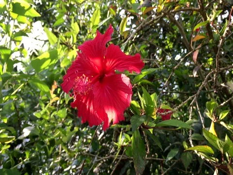 Close up of red hibiscus flower in the park Видео 69863553