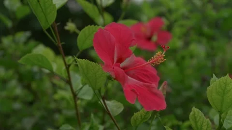 Close-Up of Red Hibiscus Flower With Soft Background Stock Footage 321930508