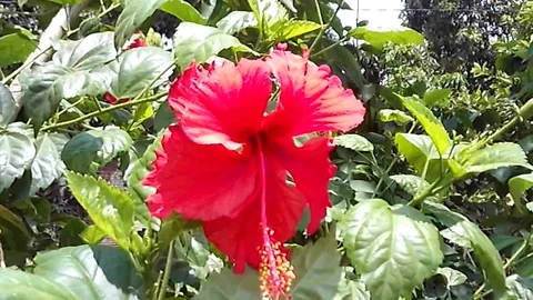 Close up , red hibiscus flower on the tree Video stock 118429480