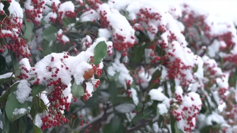 Close up of red holly berries covered in fresh white winter snow Stock Footage 341958404