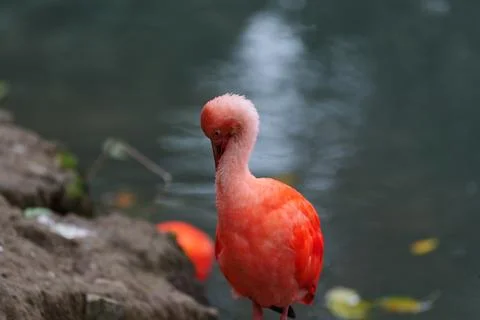 Close-up Red ibis scratching. Fotos de archivo
