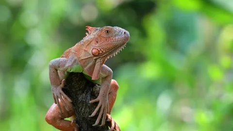 Close up of a red iguana  (1) Stock Footage 255894929