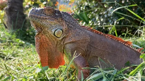 Close up of a Red Iguana lizard in the grass. Stock Footage 117102471