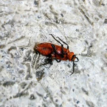 Close-up of a red insect lying on its back on a textured surface. Stock Photos