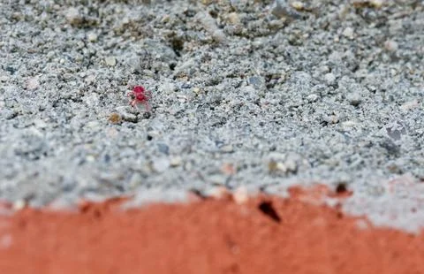 Close-up of a Red Insect spider on Gray Surface Stock Photos