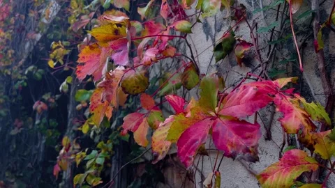 Close up of red ivy leaves on wall in autumn Stock Footage 339717007