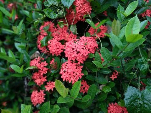 Close up of Red Ixora coccinea or Red Ashoka blooming in the park Fotos Stock