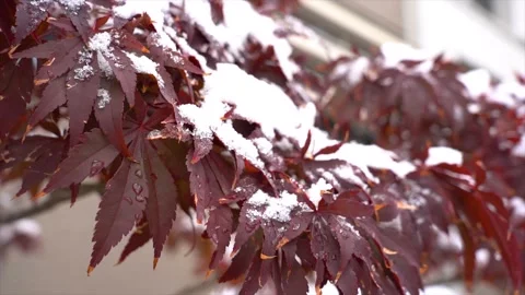 Close up of red Japanese maple leaves covered in fresh winter snow Stock Footage 342329227