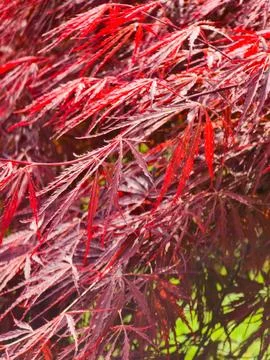 Close up of red Japanese maple leaves with sunlight and soft bokeh backgrou.. Stock Photos
