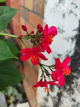 Close up of red jatropha integerrima flower in bloom with blurred backgroun.. Stock Photos