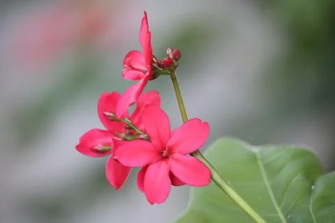 Close up of red jatropha integerrima flower in bloom with blurred background Stock Photos
