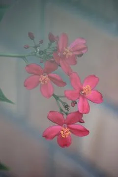Close up of red jatropha integerrima flower in bloom with blurred background Stock Photos