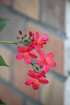 Close up of red jatropha integerrima flower in bloom with blurred background Stock Photos