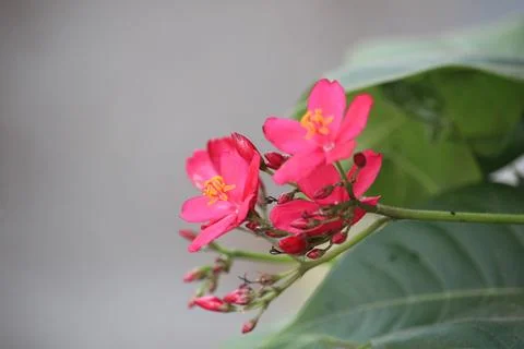 Close up of red jatropha integerrima flower in bloom with blurred background Stock Photos