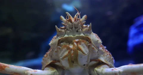 The close up Red King Crabs, Alaskan King Crab Stock Footage 166422544