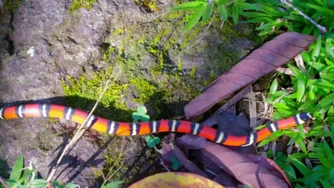 Close up of a red kingsnake crawling over rocks and grass Stock Footage 145356150