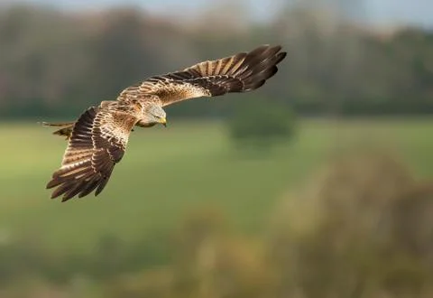 Close up of a Red kite in flight Stock Photos