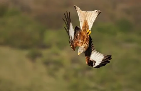 Close up of a Red kite in flight Stock Photos