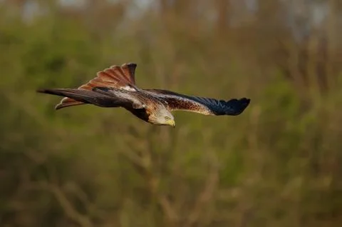 Close up of a Red kite in flight Stock Photos