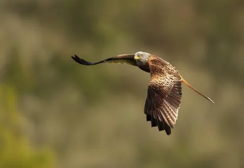 Close up of a Red kite in flight Stock Photos
