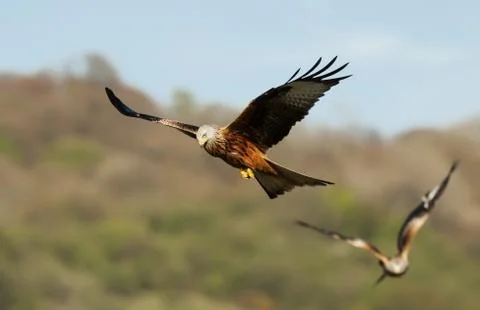 Close up of Red kites in flight Stock Photos