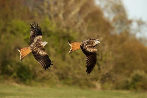 Close up of Red kites in flight Stock Photos