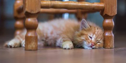 Close-up of red kitten. Stock-Fotos